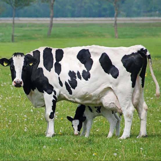 VACA1 · VACUNO