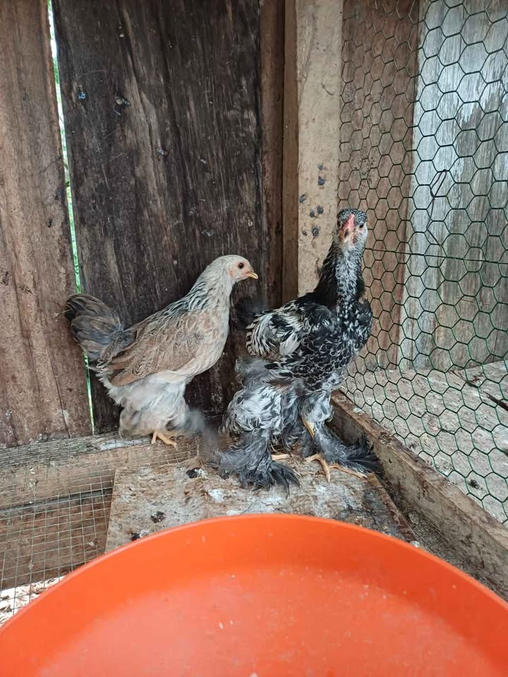 Pareja de pollo Brahma